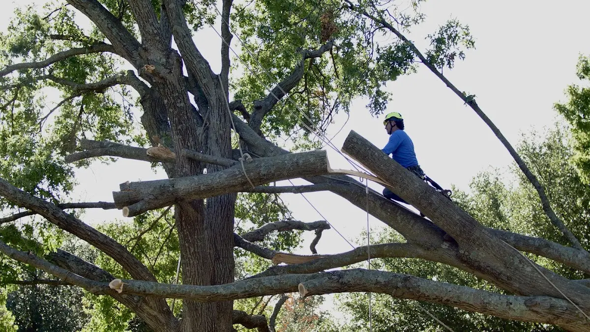 Professional Hazardous Tree Removal performed by certified arborists in Waynesville